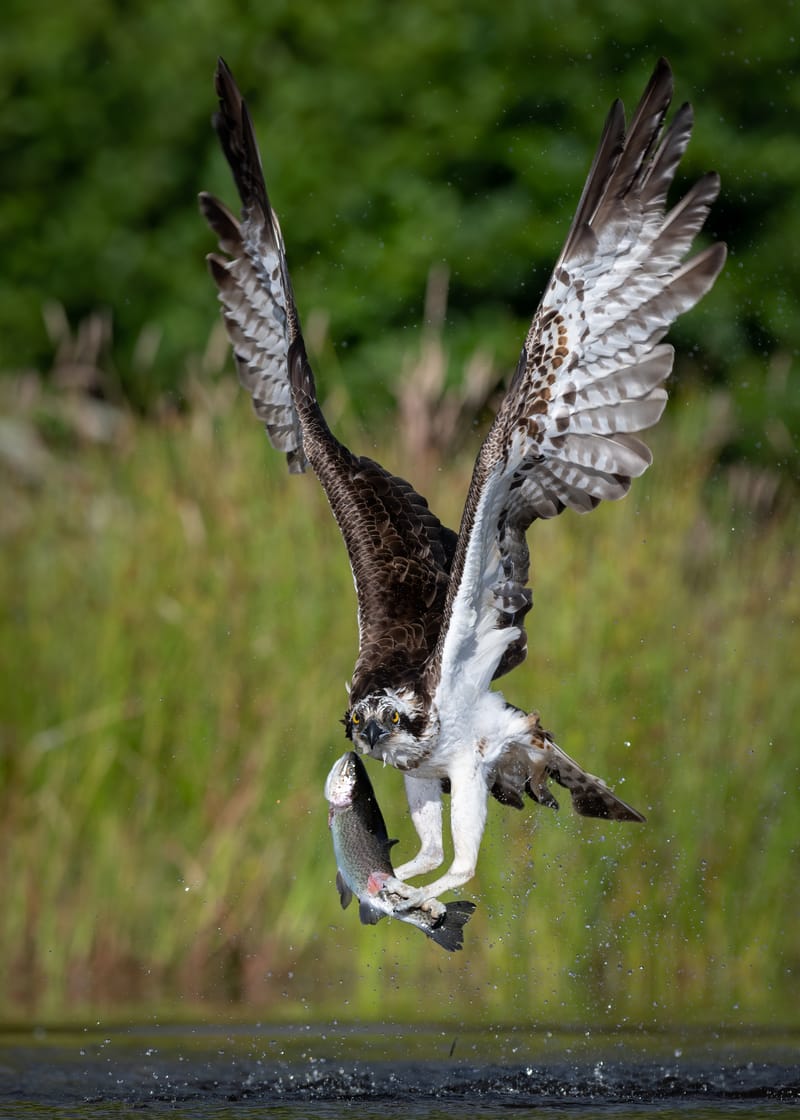 Ospreys
