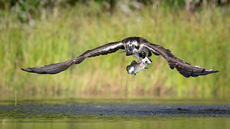 Ospreys
