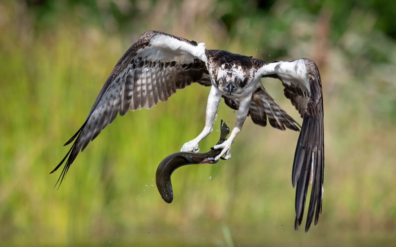 Ospreys