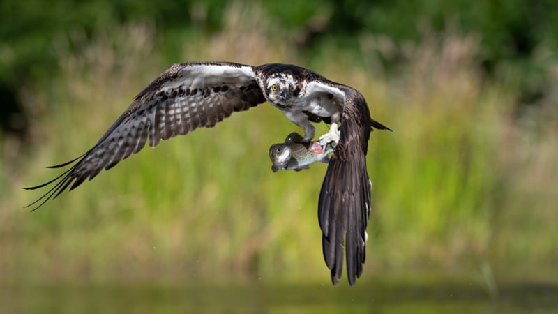 Ospreys