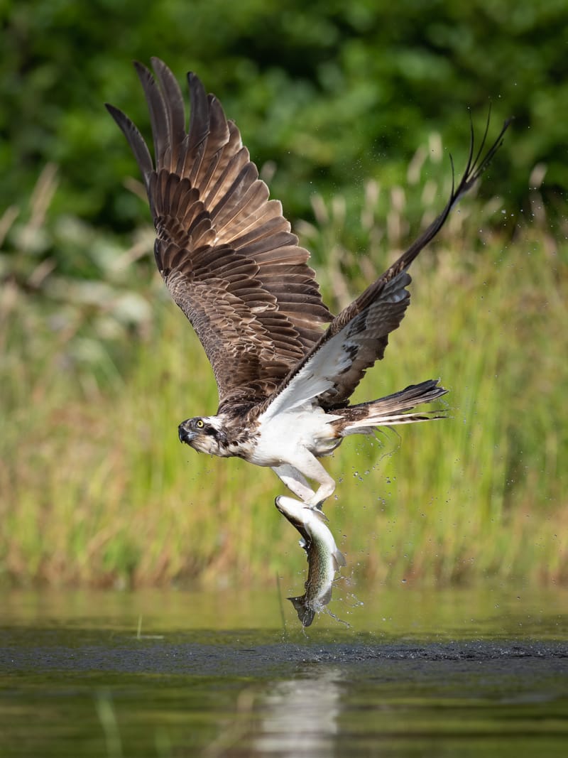 Ospreys