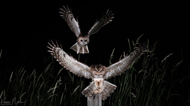 Owls