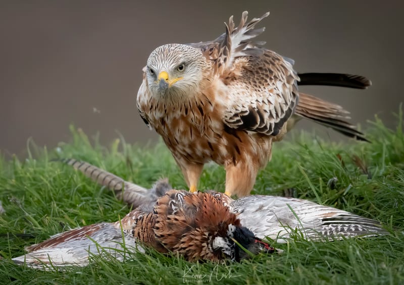 Birds of Prey