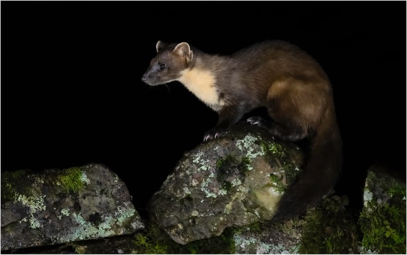 Pine Martens