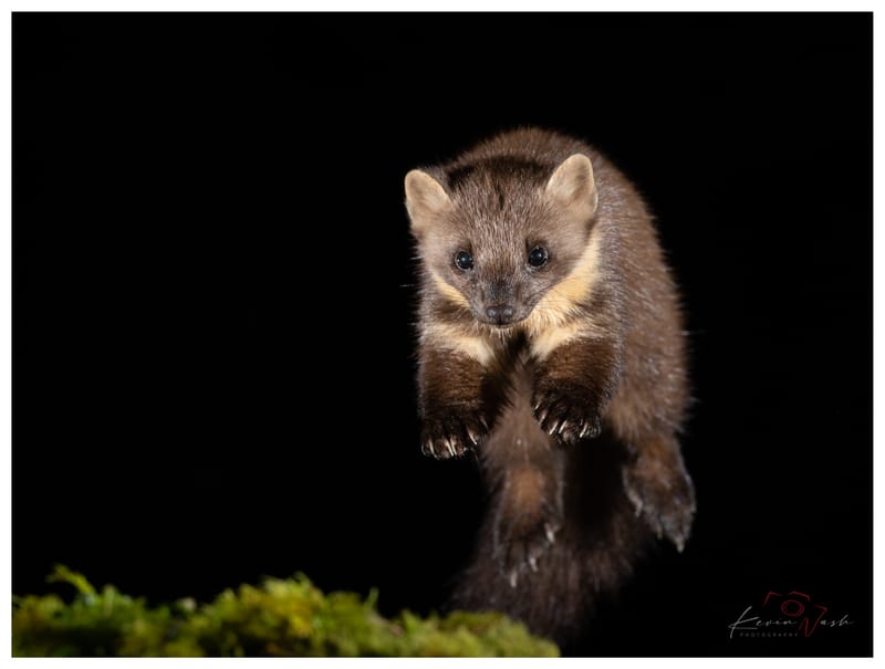 Pine Martens
