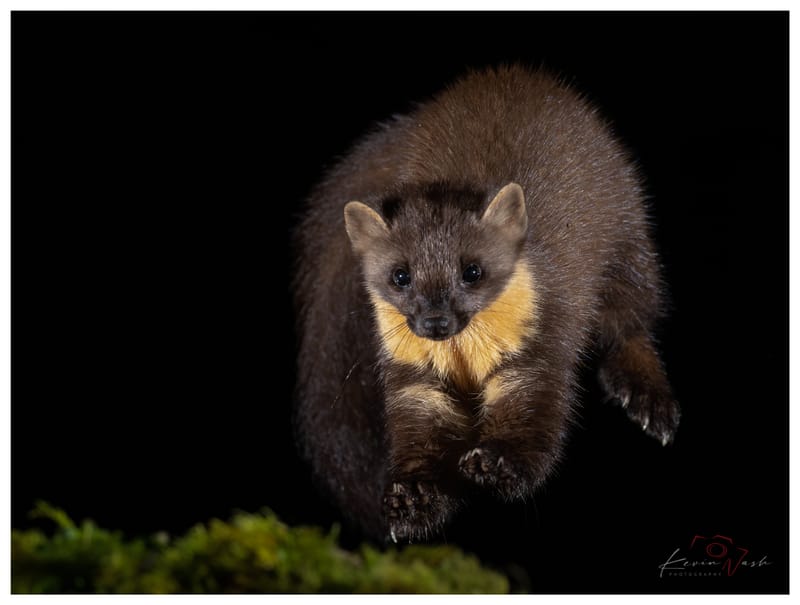 Pine Martens