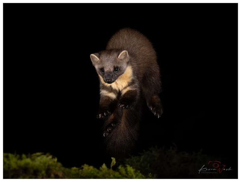 Pine Martens
