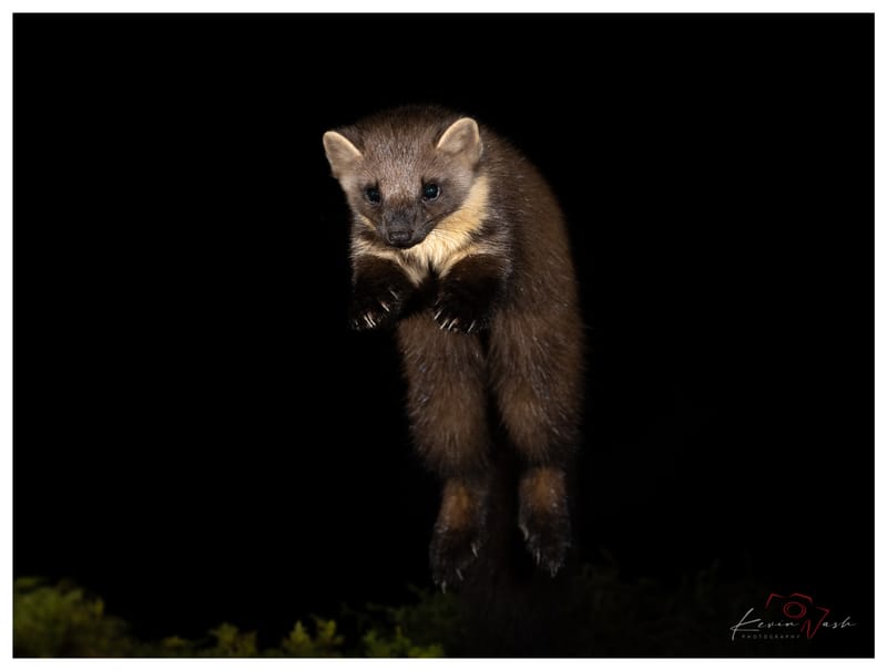 Pine Martens