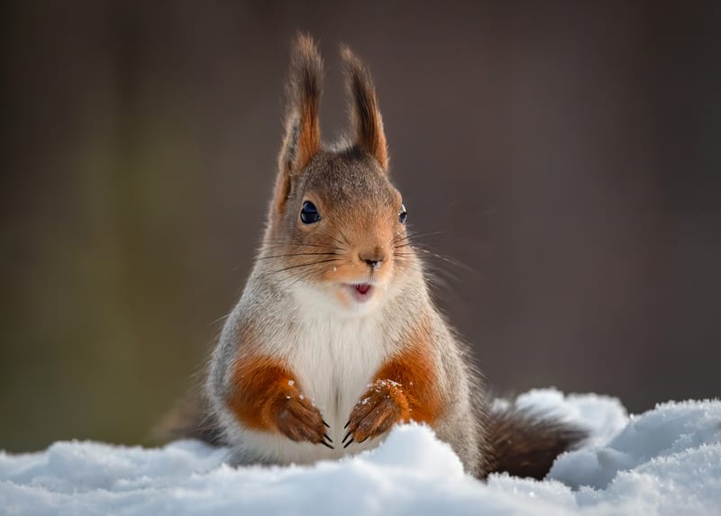 Red Squirrels