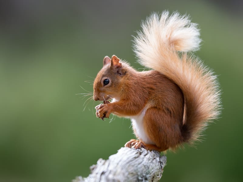 Red Squirrels