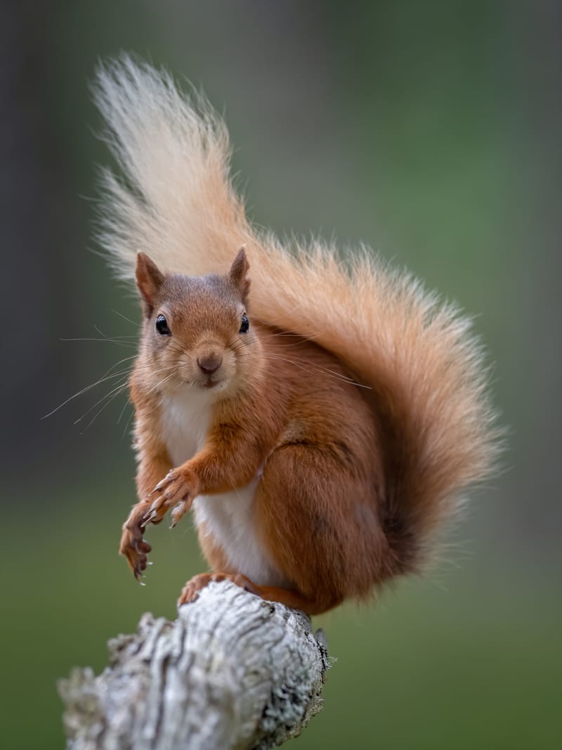 Red Squirrels