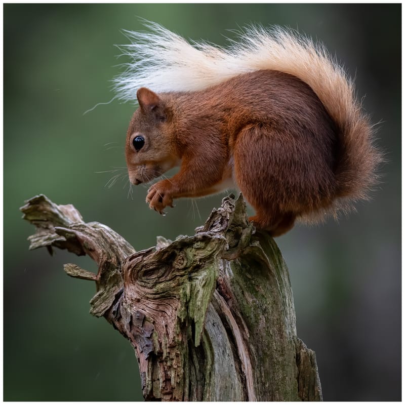 Red Squirrels