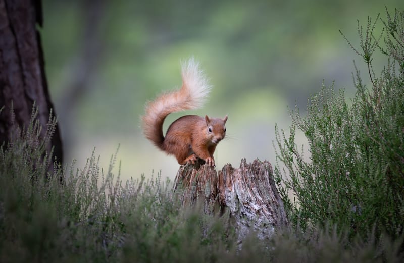 Red Squirrels