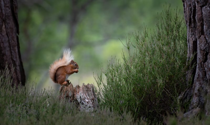 Red Squirrels