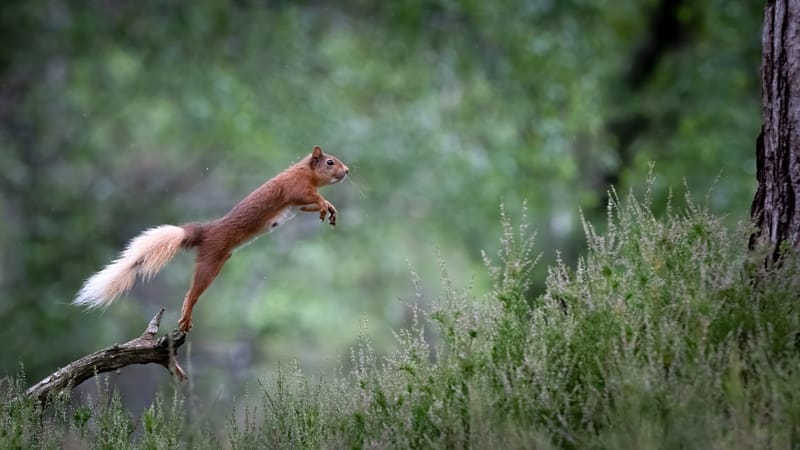 Red Squirrels