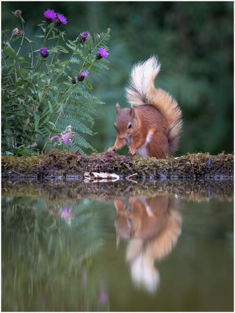 Red Squirrels