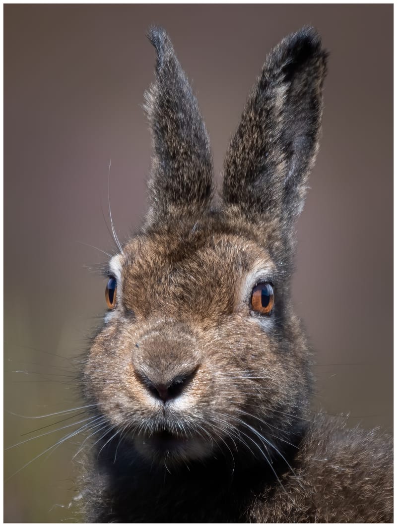 Mountain Hares
