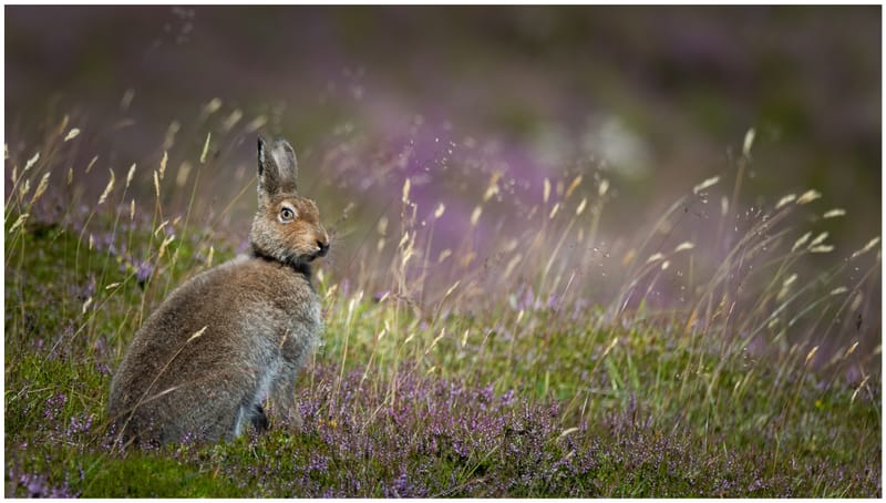 Mountain Hares