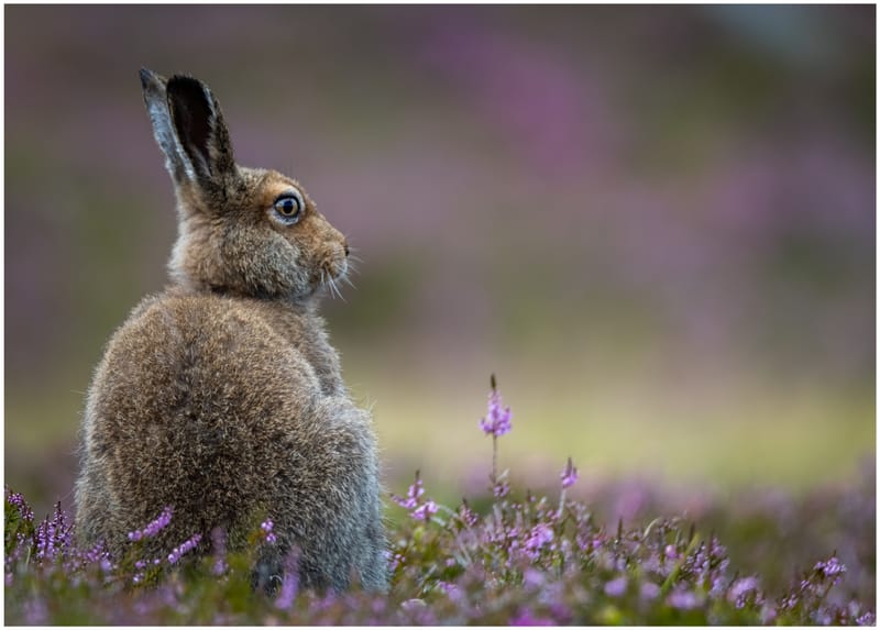 Mountain Hares