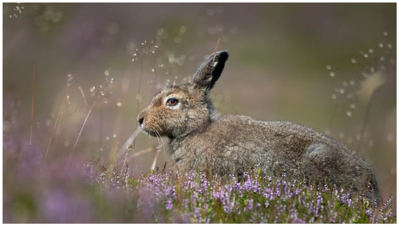 Mountain Hares