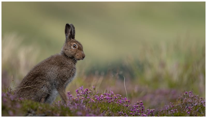 Mountain Hares