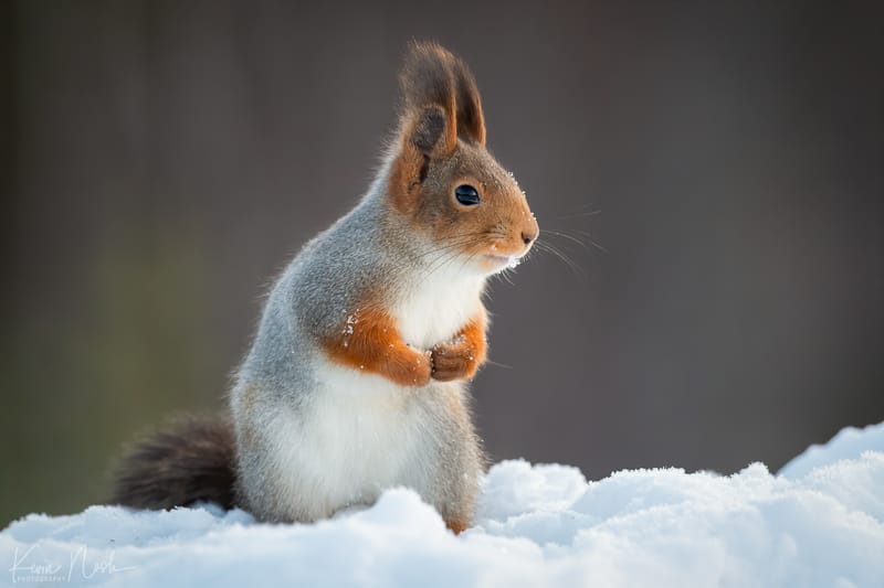 Red Squirrels