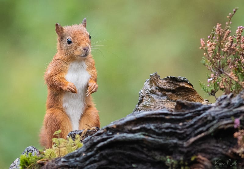 Red Squirrels