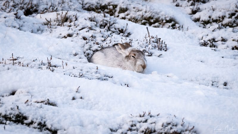 Mountain Hares