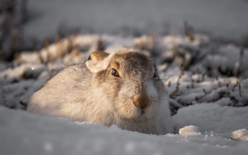 Mountain Hares