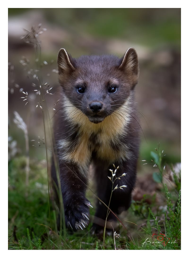 Pine Martens