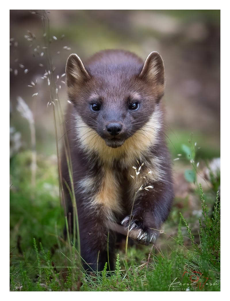 Pine Martens