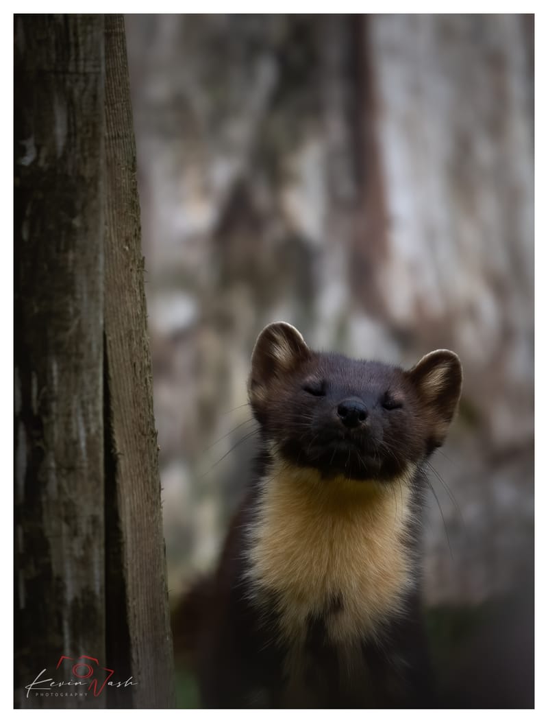 Pine Martens
