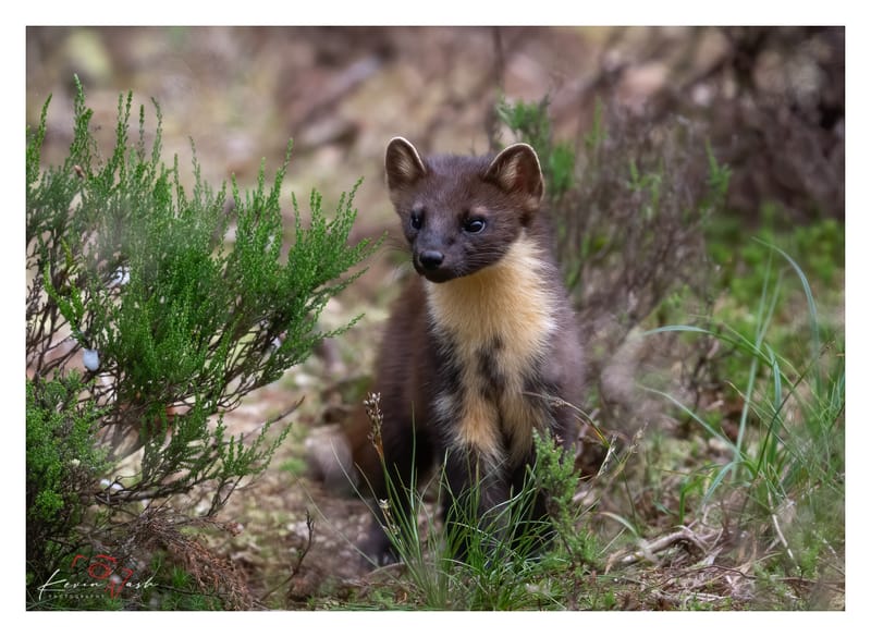 Pine Martens