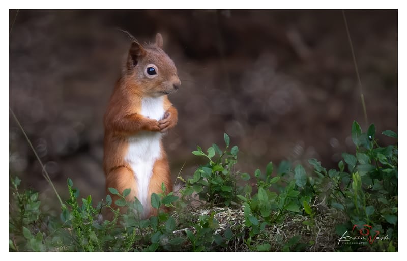 Red Squirrels