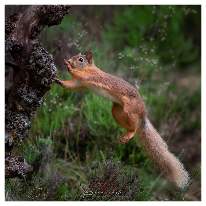 Red Squirrels