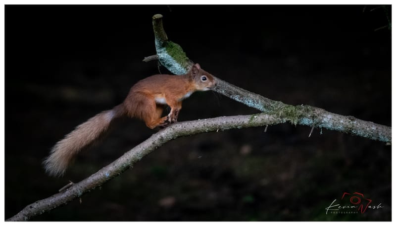 Red Squirrels