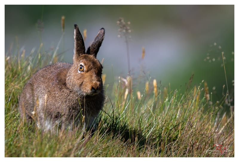 Mountain Hares