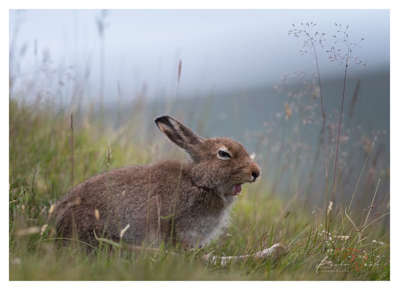 Mountain Hares