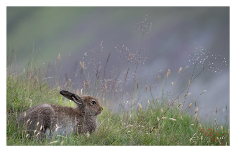 Mountain Hares