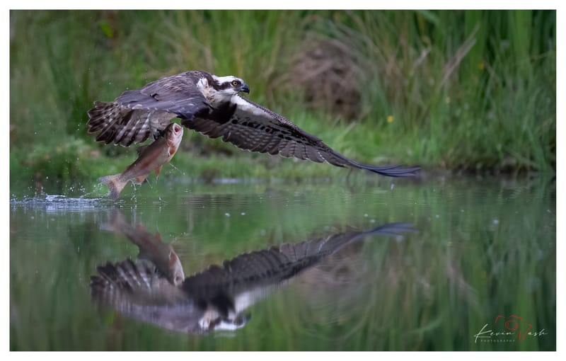 Ospreys
