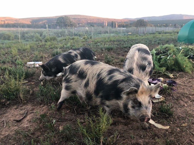 SPOTTED PIG KOLBROEK STUD