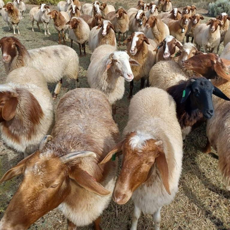 OUR DAIRY SHEEP FLOCK