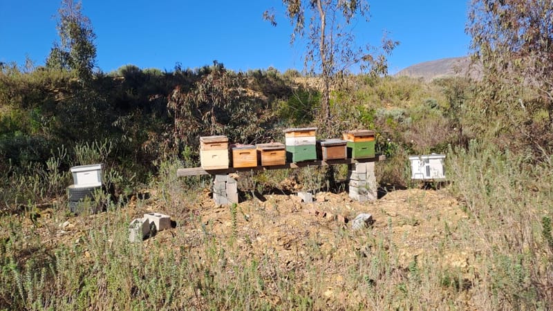 THE BUSY LITTLE BEE'S