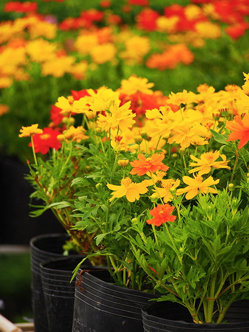 đêm khuya xóm vắng