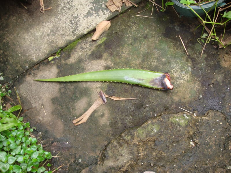 nha dam rừng và hậu quả khi ăn nha dam rừng