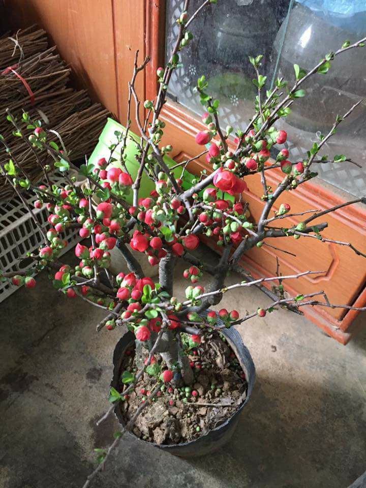 Bán thẻ cào điện thoại di động online