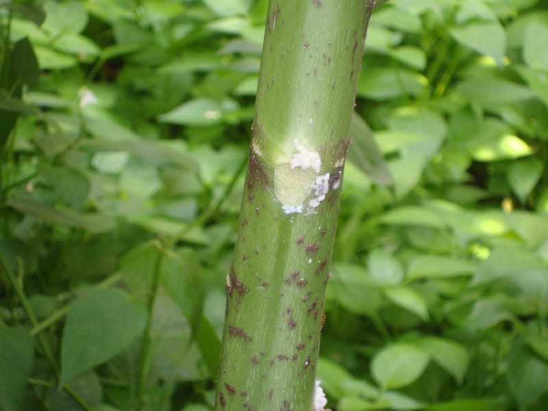 rệp sáp trên cây ăn quả đến từ nơi đâu???????????