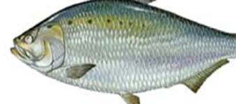 Sản luợng tiêu thụ tôm cá tuơi sụt giảm nghiêm trọng vì sao?