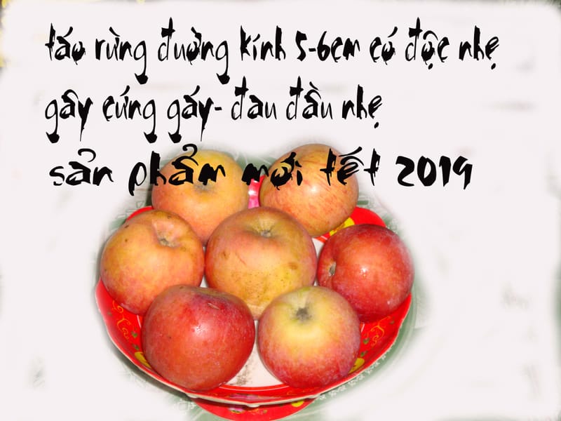 táo rừng giá 15n vnd/kg