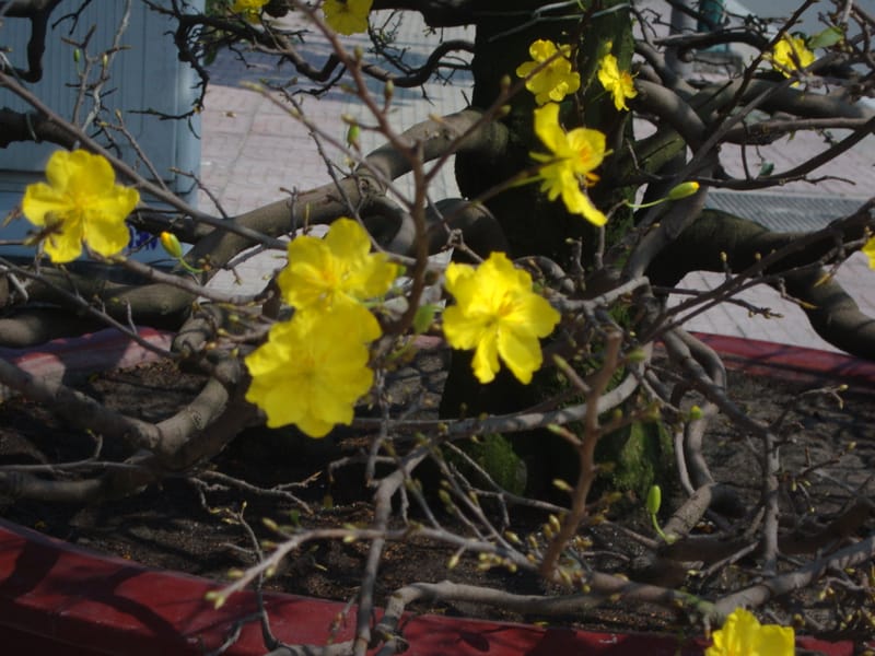 triển lảm 1 triệu cây mai-đào-phong lan -cúc...từ 29-1 đến 5-2-2019 tại đuờng u khu phố nhị đồng 2 dĩ an bình duơng-cổng sau truờng trung học cơ sở võ truờng toản